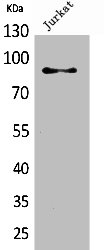 HSP90AA1 Antibody
