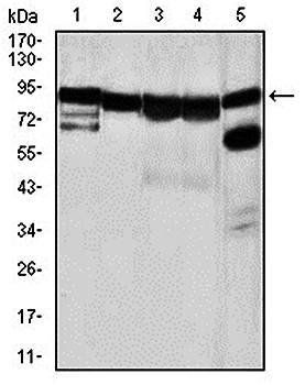 HSP90AA1 Antibody