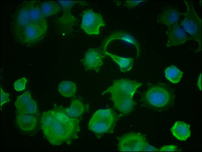 HSPA8 Monoclonal Antibody