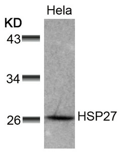 HSPB1 (Ab-78) Antibody