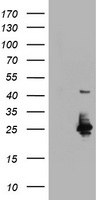 HSPBP1 Antibody