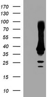 HSPBP1 Antibody