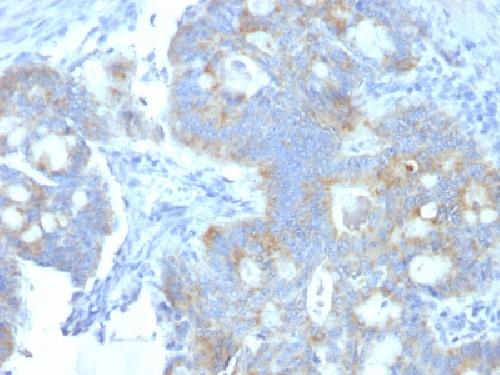 HSPG2 Antibody