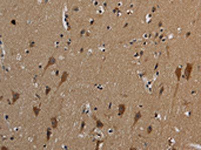 HSPG2 Antibody