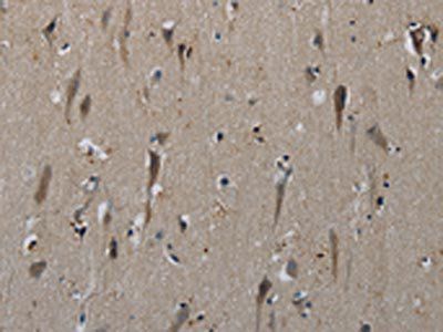 HSPG2 Antibody