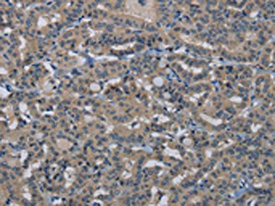 HSPG2 Antibody