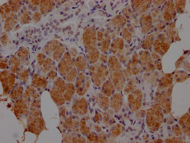 HTN3 Antibody