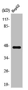 HTR1A Antibody