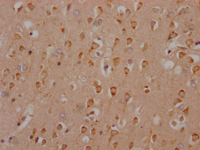 HTR2C Antibody