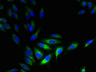 HTR3D Antibody