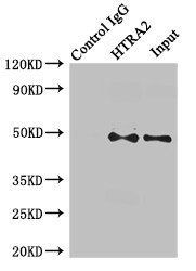 HTRA2 Antibody