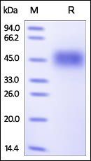 Human 2B4 Protein, His Tag