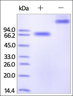 Human 2B4 Protein, Fc Tag