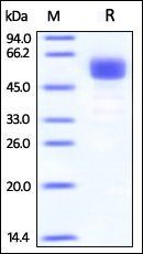 Human 4-1BB Protein, Fc Tag