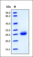 Human Apo-A1 Protein, His Tag