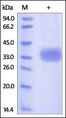 Human Azurocidin Protein, His Tag