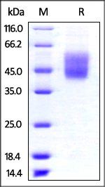 Human B7-H4 Protein, His Tag