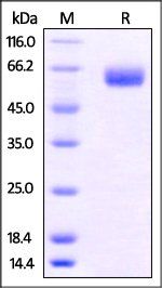 Human B7-H5 Protein, Fc Tag