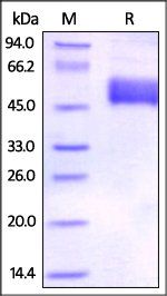Human BTLA Protein, Fc Tag