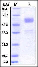Human BTLA Protein, Fc Tag