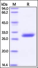 Human BTN3A3 Protein, His Tag