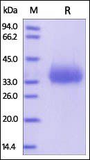 Human CD2 Protein, His Tag