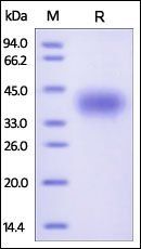 Human CD200 Protein, His Tag