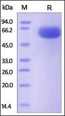 Human CD200 Protein, Fc Tag