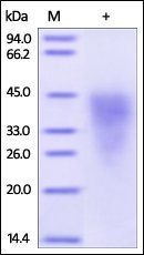 Human CD300c Protein, His Tag