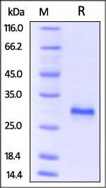 Mouse CD40 Protein, His Tag