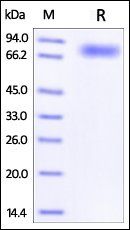 Human CD44 Protein, Fc Tag