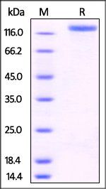 Human P-Selectin Protein, Fc Tag