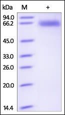 Human CD72 Protein, Fc Tag