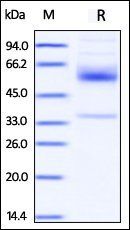 Human CD79B Protein, Fc Tag
