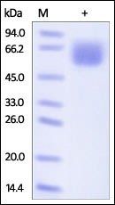 Human CD98 Protein, His Tag