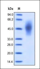 Human CEACAM-6 Protein, His Tag