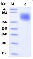 Human CNTF R alpha Protein, His Tag