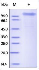 Human COMP Protein, His Tag