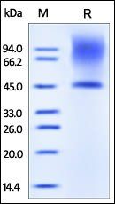 Human Decorin Protein, His Tag