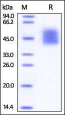 Human DNAM-1 Protein, His Tag