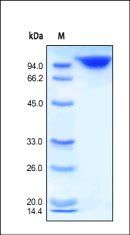 Human DPPIV Protein, Fc Tag