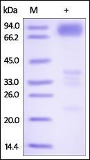 Human DR6 Protein, Fc Tag