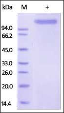 Human E-Selectin Protein, Fc Tag