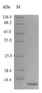 Human EPGN protein (Active)