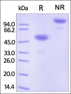 Human Ephrin-A1 Protein, Fc Tag