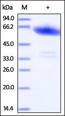 Human Ephrin-A3 Protein, Fc Tag