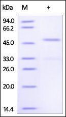 Human Ephrin-A4 Protein, Fc Tag