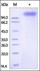 Human ErbB4 Protein, Fc Tag