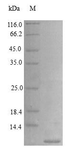 Human EREG protein (Active)