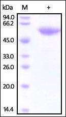 Human Fetuin B Protein, His Tag